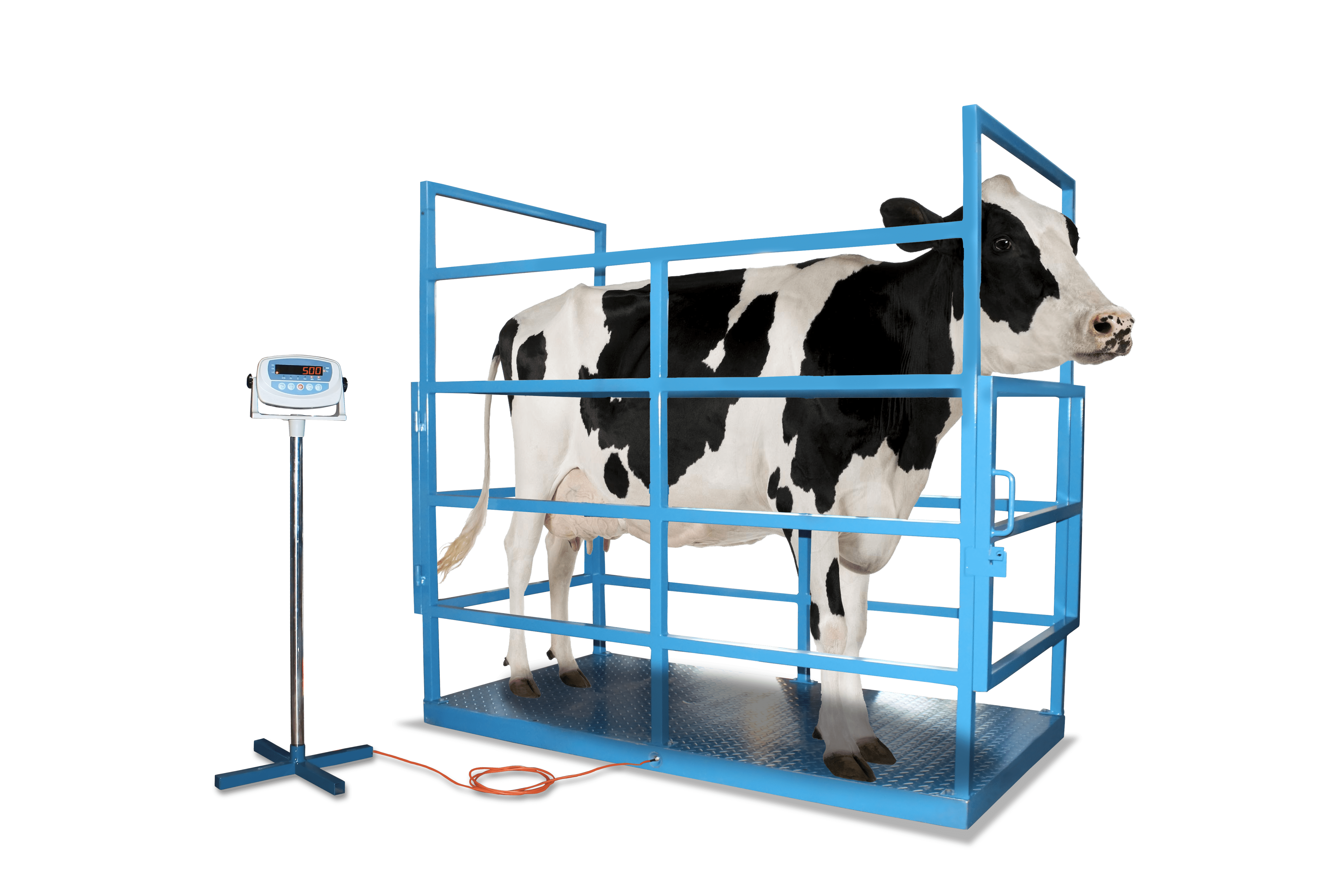 Pentingnya Penggunaan Timbangan Digital Hewan Mudahkan Proses Pembagian Daging Kurban